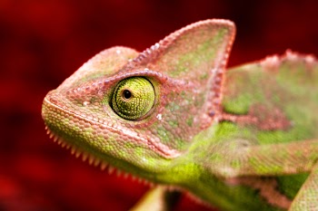 Colorful Chameleon