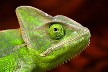 Colorful Chameleon