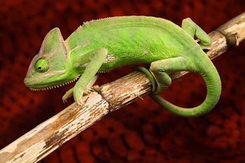 Colorful Chameleon