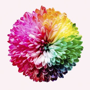 Colorful chrysanthemum, flower collage element | Free PSD - rawpixel