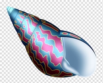 , Colorful conch transparent background PNG clipart