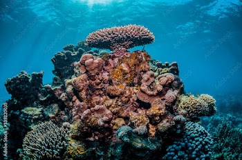 Colorful coral reef in clear blue water