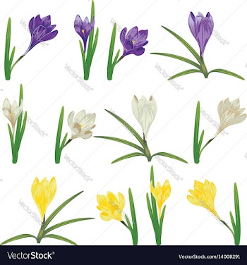 Colorful crocus flowers vector image