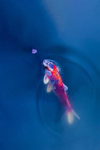 Colorful Fish Sticking Head out of the Water