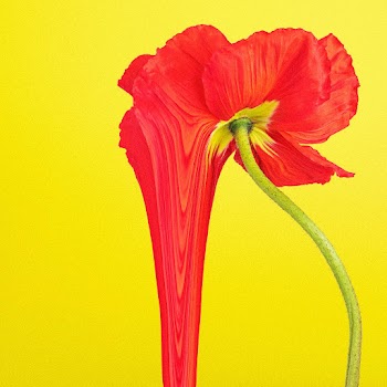 Colorful flower background wallpaper, trippy… | Free stock illustration | High Resolution graphic