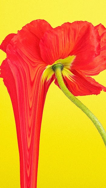 Colorful flower background wallpaper, trippy… | Free stock illustration | High Resolution graphic