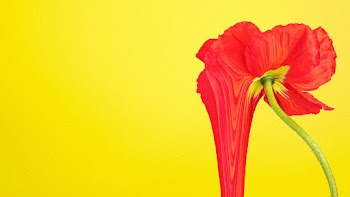 Colorful flower background wallpaper, trippy… | Free stock illustration | High Resolution graphic