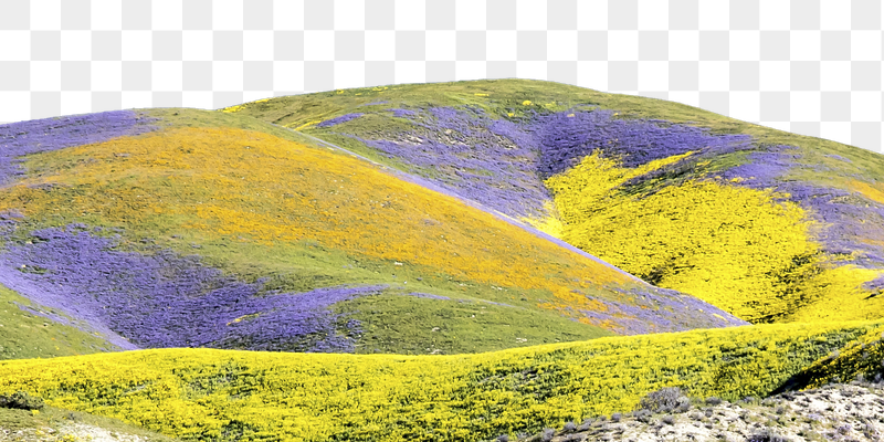 Colorful flower hill png border, | Free PNG - rawpixel