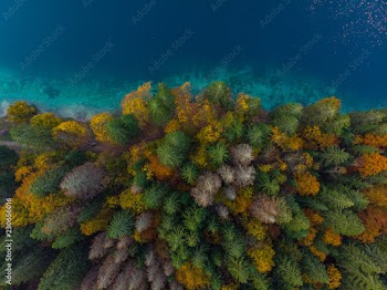 Colorful forest by lake side, aerial from above