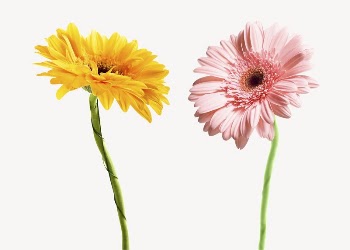 Colorful gerbera flowers collage element | Free PSD - rawpixel