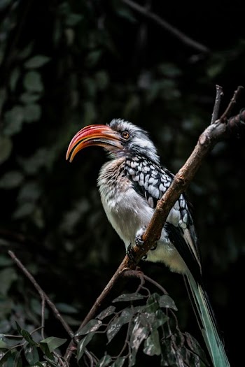 Colorful Hornbill Perched on a Branch