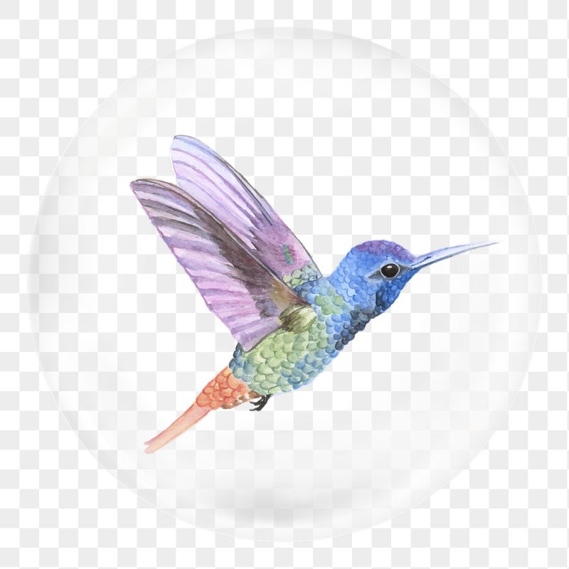 Colorful hummingbird png sticker, animal | Free PNG - rawpixel
