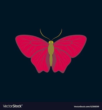 Colorful icon of butterfly isolated on dark blue vector image
