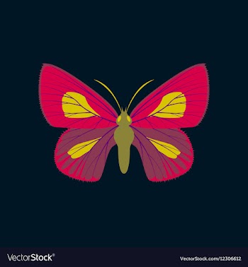 Colorful icon of butterfly isolated on dark blue vector image