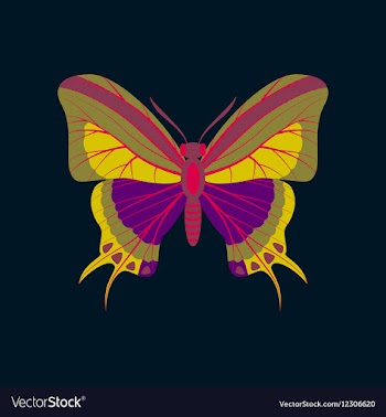 Colorful icon of butterfly isolated on dark blue vector image