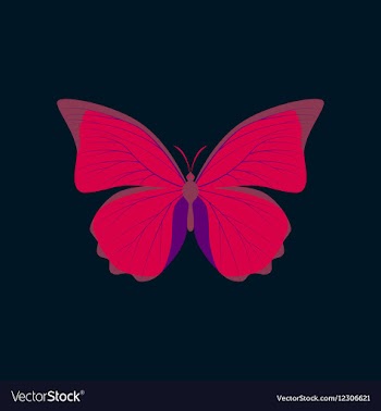 Colorful icon of butterfly isolated on dark blue vector image