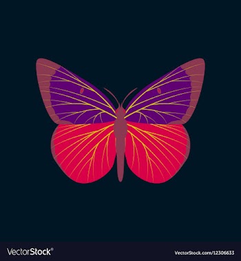 Colorful icon of butterfly isolated on dark blue vector image
