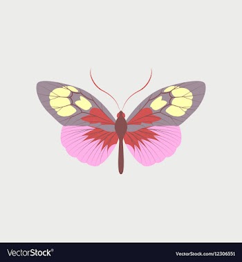 Colorful icon of butterfly isolated on white vector image