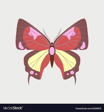 Colorful icon of butterfly isolated on white vector image