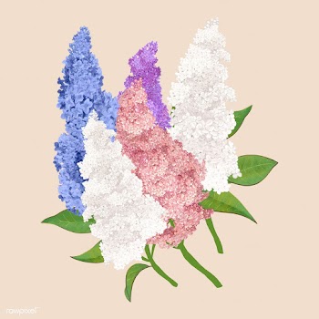 Colorful Lilac flowers | Free stock vector - 562854