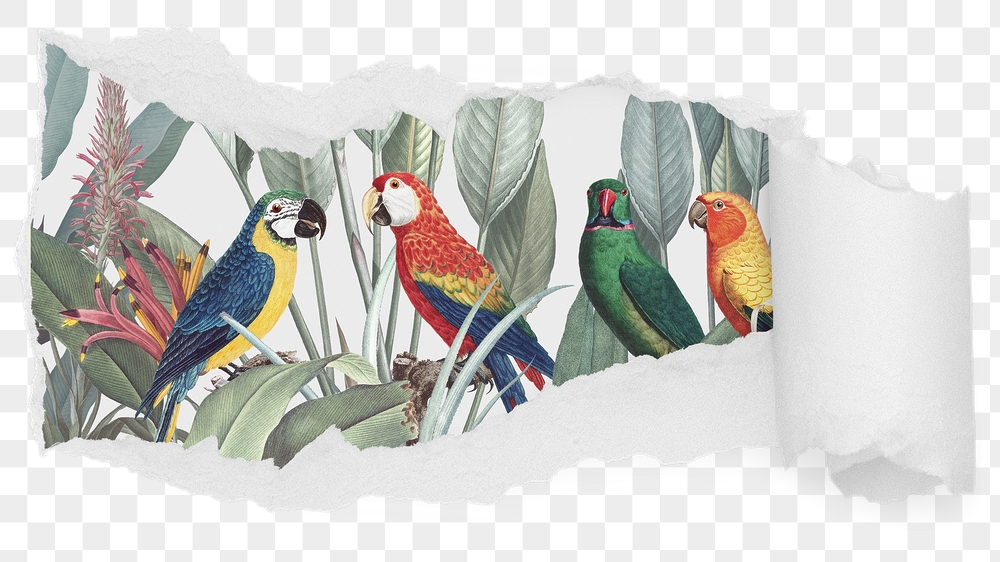Colorful macaw png birds ripped | Free PNG - rawpixel