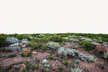 Colorful meadow collage element, beautiful | Free PSD - rawpixel