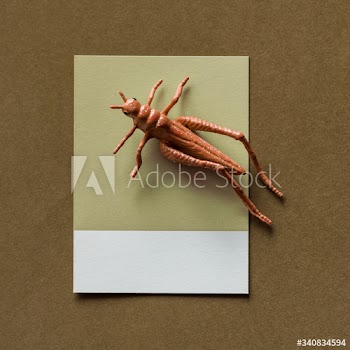 Colorful miniature grasshopper on a paper