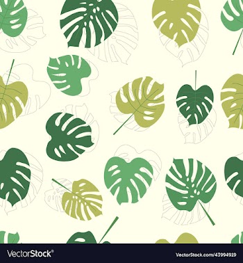 colorful monstera leaf or swiss cheese plant