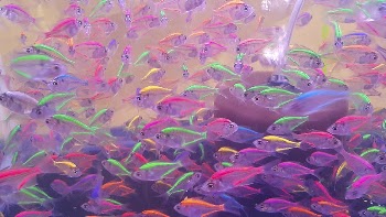 Colorful neon glowing fishes. Free | Free Photo - rawpixel