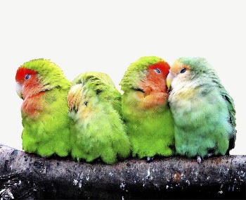 Colorful parrots collage element psd | Free PSD - rawpixel