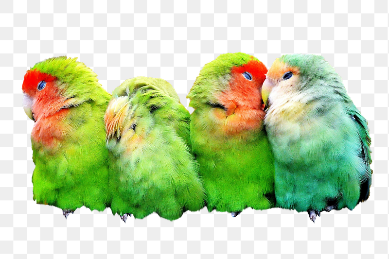 Colorful parrots png sticker, transparent | Free PNG - rawpixel