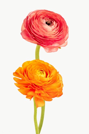 Colorful ranunculus flower transparent png | Free  transparent png - 2278232