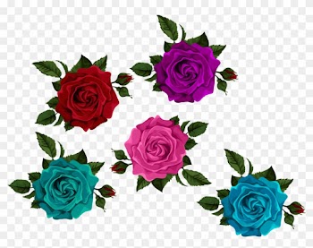 Colorful Roses With Bud Transparent Picture Clip Art - Rose
