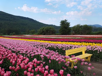 Colorful Tulip Field on a Spring Afternoon