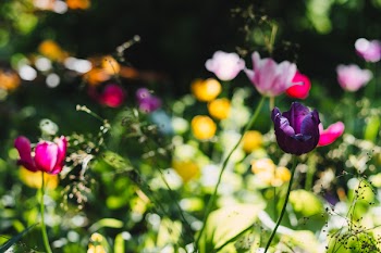 Colorful tulips 2