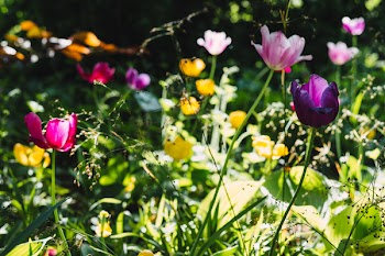Colorful tulips 3