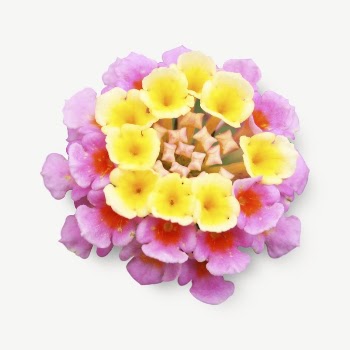 Colorful Verbena flowers collage element | Free PSD - rawpixel