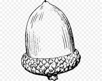 Coloring Book, Line Art, Acorn, Cap PNG