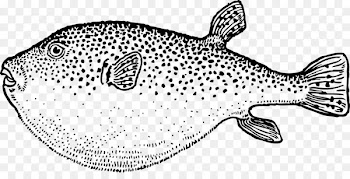Coloring book Line art Pufferfish Animal -  