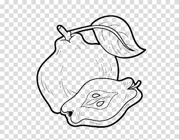 Coloring book Quince fruit, child transparent background PNG clipart