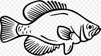 Coloring book White crappie Fish Black crappie - fish 