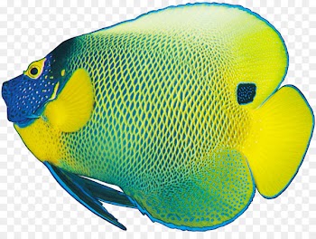 Coloring Fish Sad Fish Ornamental fish - fish 
