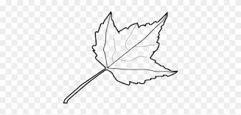 Coloring Trend Thumbnail Size Birch Leaf Outline Maple - Leaf Black And White