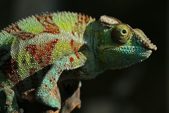 Colour Palette ...on your body!!!