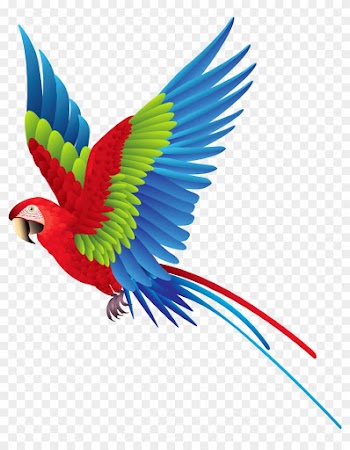 Colourful Parrot Png Clipart - Colorful Bird Png