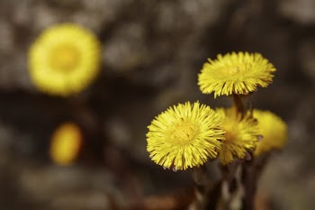 Colts foot flower background. Free | Free Photo - rawpixel