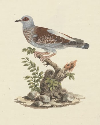 Columba guinea (Speckled Pigeon,  | Free Photo - rawpixel