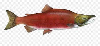 Columbia River Sockeye salmon Chinook salmon Chum salmon Atlantic salmon - Cute Salmon Cliparts 