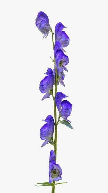 Columbian monkshood flower collage element | Free PSD - rawpixel