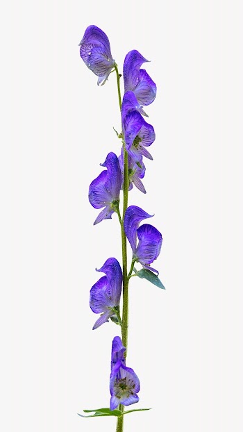 Columbian monkshood flower isolated design | Free Photo - rawpixel